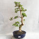 Pokojová bonsai - Duranta erecta Aurea - 1/5