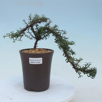 Venkovní bonsai-Cotoneaster microcarpa var.thymifolius-Skalník - 1