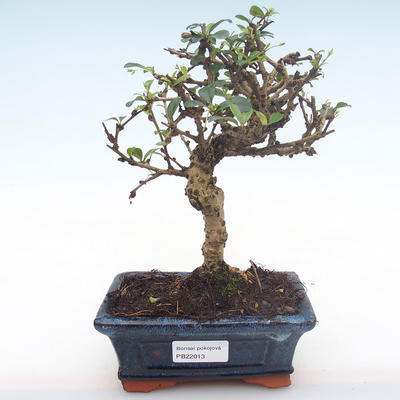 Pokojová bonsai - Carmona macrophylla - Čaj fuki PB22013 - 1