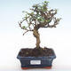 Pokojová bonsai - Carmona macrophylla - Čaj fuki PB22013 - 1/5