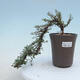 Venkovní bonsai-Cotoneaster microcarpa var.thymifolius-Skalník - 1/2
