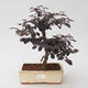 Pokojová bonsai - Loropelatum chinensis - 1/2