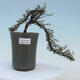 Venkovní bonsai-Cotoneaster microcarpa var.thymifolius-Skalník - 1/2