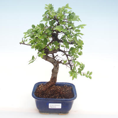 Pokojová bonsai - Ulmus parvifolia - Malolistý jilm PB22046 - 1