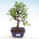Pokojová bonsai - Ulmus parvifolia - Malolistý jilm PB22046 - 1/3