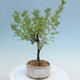 Venkovní bonsai-Mochna křovitá - potentila fruticosa yellow Bird - 1/2