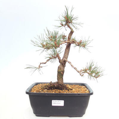 Venkovní bonsai - Pinus Sylvestris Watererri - Borovice lesní - 1