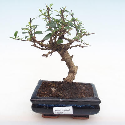 Pokojová bonsai - Carmona macrophylla - Čaj fuki PB22014 - 1