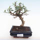 Pokojová bonsai - Carmona macrophylla - Čaj fuki PB22014 - 1/5