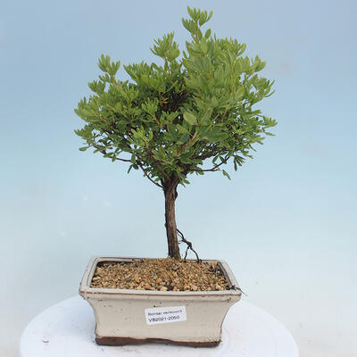 Venkovní bonsai-Mochna křovitá - potentila fruticosa yellow Bird - 1