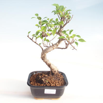 Pokojová bonsai - Ficus kimmen -  malolistý fíkus PB220050
