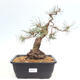 Venkovní bonsai - Pinus Sylvestris Watererri - Borovice lesní - 1/4