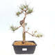 Venkovní bonsai - Pinus Sylvestris Watererri - Borovice lesní - 1/4