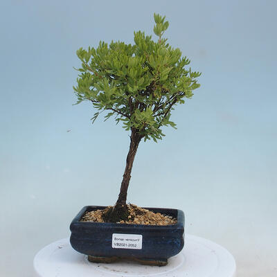 Venkovní bonsai-Mochna křovitá - potentila fruticosa yellow Bird - 1