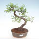 Pokojová bonsai - Ulmus parvifolia - Malolistý jilm PB22054 - 1/3