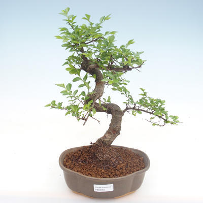 Pokojová bonsai - Ulmus parvifolia - Malolistý jilm PB22055 - 1