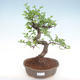 Pokojová bonsai - Ulmus parvifolia - Malolistý jilm PB22055 - 1/3