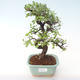 Pokojová bonsai - Ulmus parvifolia - Malolistý jilm PB2192015 - 1/3