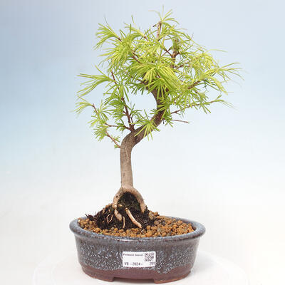 Venkovní bonsai - Pamodřín - Pseudolarix amabis - 1