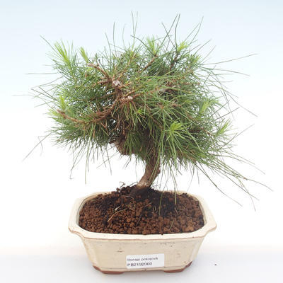 Pokojová bonsai-Pinus halepensis-Borovice alepská PB2192060