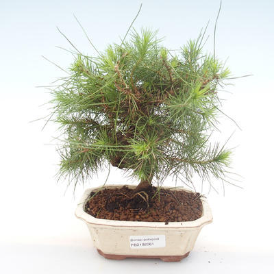 Pokojová bonsai-Pinus halepensis-Borovice alepská PB2192061