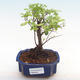 Pokojová bonsai - Sagerécie thea - Sagerécie thea  PB22063 - 1/4
