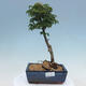 Venkovní bonsai -Javor dlanitolistý Acer palmatum Shishigashira - 1/2
