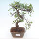 Pokojová bonsai - Ulmus parvifolia - Malolistý jilm PB2192064 - 1/3