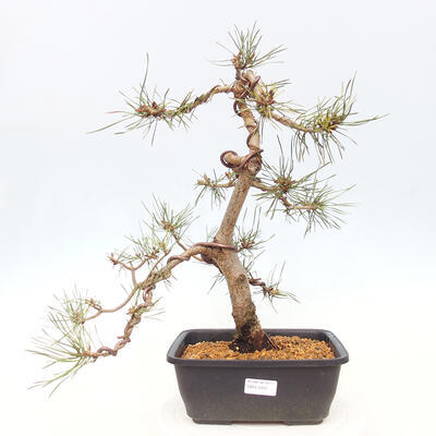 Venkovní bonsai - Pinus Sylvestris Watererri - Borovice lesní - 1