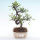 Pokojová bonsai - Ulmus parvifolia - Malolistý jilm PB2192066 - 1/3
