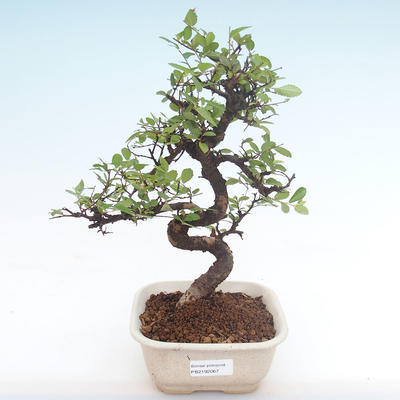 Pokojová bonsai - Ulmus parvifolia - Malolistý jilm PB2192067 - 1