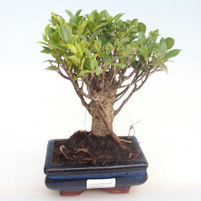 Pokojová bonsai - Ficus retusa -  malolistý fíkus PB22067 - 1
