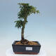 Venkovní bonsai -Javor dlanitolistý Acer palmatum Shishigashira - 1/2
