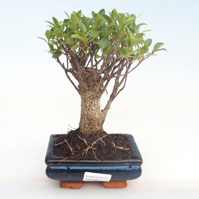 Pokojová bonsai - Ficus retusa -  malolistý fíkus PB22068 - 1