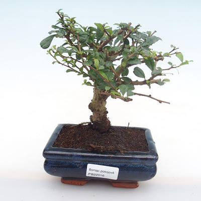 Pokojová bonsai - Carmona macrophylla - Čaj fuki PB22016 - 1