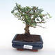 Pokojová bonsai - Carmona macrophylla - Čaj fuki PB22016 - 1/5