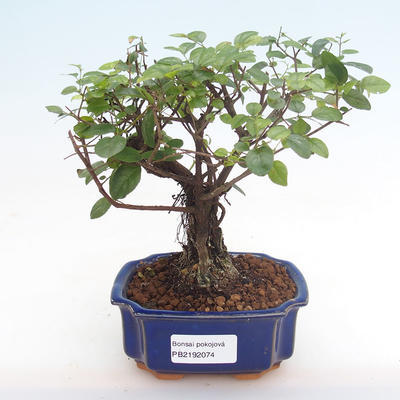 Pokojová bonsai - Zantoxylum piperitum - pepřovník PB2192074 - 1
