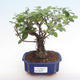 Pokojová bonsai - Zantoxylum piperitum - pepřovník PB2192074 - 1/5