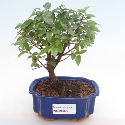 Pokojová bonsai - Sagerécie thea - Sagerécie thea  PB2192075 - 1