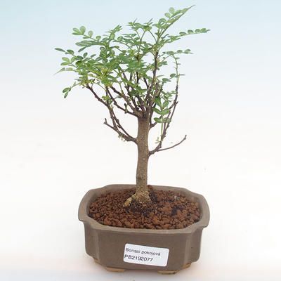 Pokojová bonsai - Zantoxylum piperitum - pepřovník PB2192077 - 1