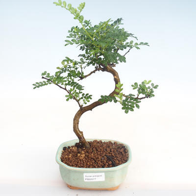 Pokojová bonsai - Zantoxylum piperitum - Pepřovník PB22077 - 1
