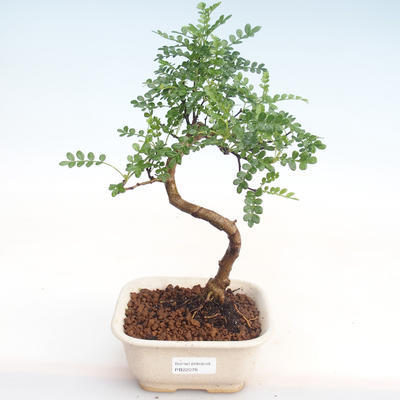 Pokojová bonsai - Zantoxylum piperitum - Pepřovník PB22078 - 1