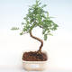 Pokojová bonsai - Zantoxylum piperitum - Pepřovník PB22078 - 1/4