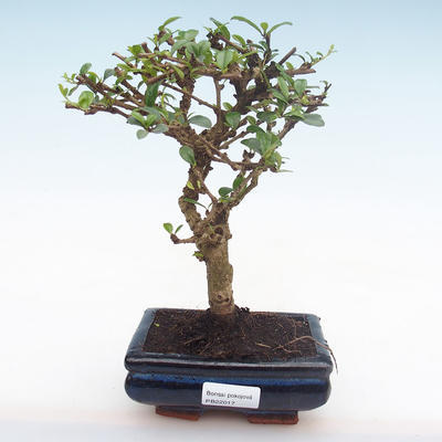 Pokojová bonsai - Carmona macrophylla - Čaj fuki PB22017 - 1