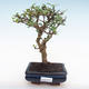 Pokojová bonsai - Carmona macrophylla - Čaj fuki PB22017 - 1/5