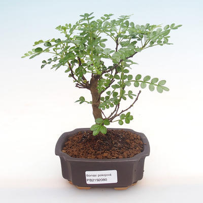 Pokojová bonsai - Zantoxylum piperitum - pepřovník PB2192080 - 1