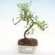 Pokojová bonsai - Zantoxylum piperitum - Pepřovník PB22080 - 1/4