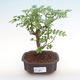 Pokojová bonsai - Zantoxylum piperitum - pepřovník PB2192080 - 1/5