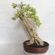 Pokojová bonsai - Duranta erecta Variegata - 1/6