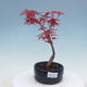 Venkovní bonsai - Javor palmatum DESHOJO - Javor dlanitolistý - 1/3